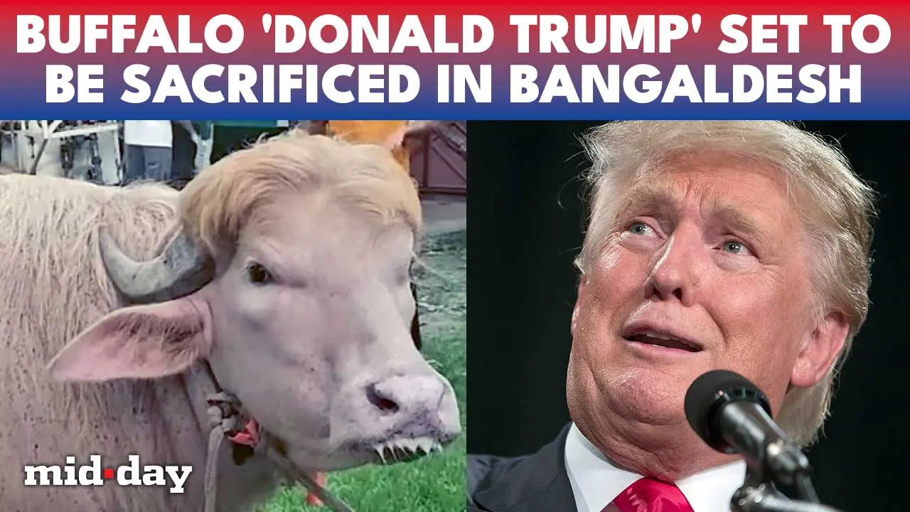Viral “Donald Trump” buffalo in Dhaka to be slaughtered, people flock for selfie