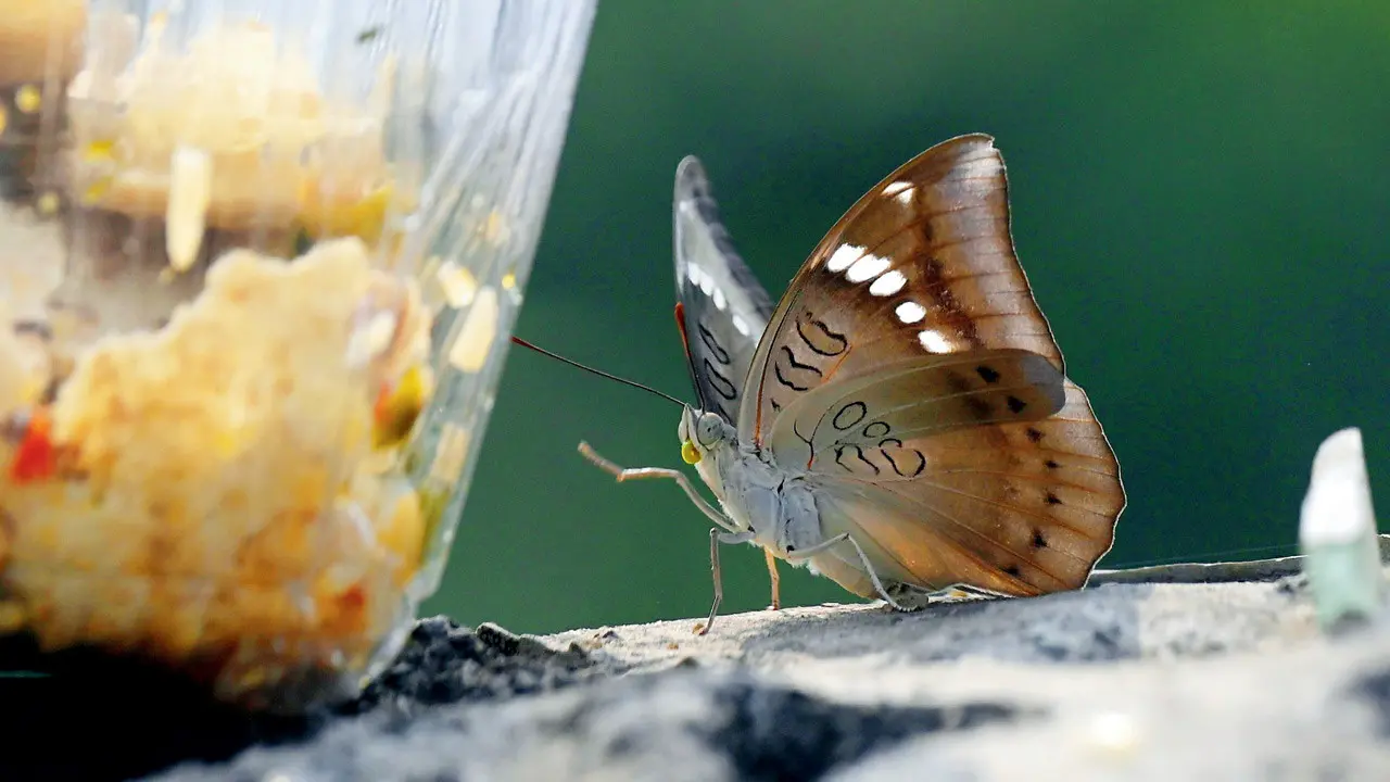 Mumbai Diary: Tuesday Dossier Pic/Ashish Raje
