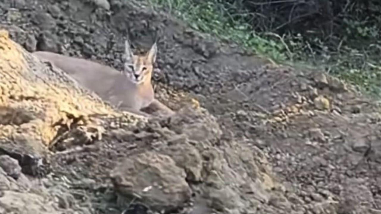Kutch caracal sighting highlights role of local communities in conservation The species is generally considered elusive, with individuals often difficult to observe directly in the wild. PIC/Sajan Rabari
