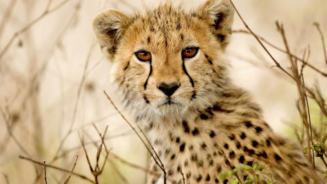 MP: Cheetah found injured after being shot in Morena dies despite sustained treatment efforts Prepresentation pic/istock