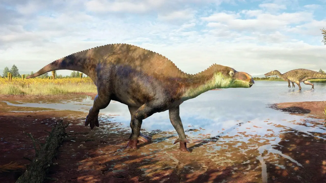 New dinosaur species identified from forgotten museum fossils An artist’s representation of Paludohadros proudlovii. PIC COURTESY/Guilherme Gehr