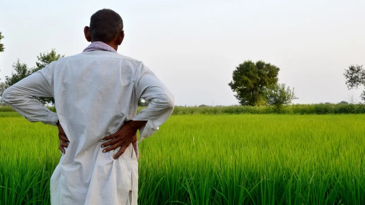 Maharashtra earmarks 5 per cent of district funds for fodder schemes, bans interstate movement amid drought Representational Image