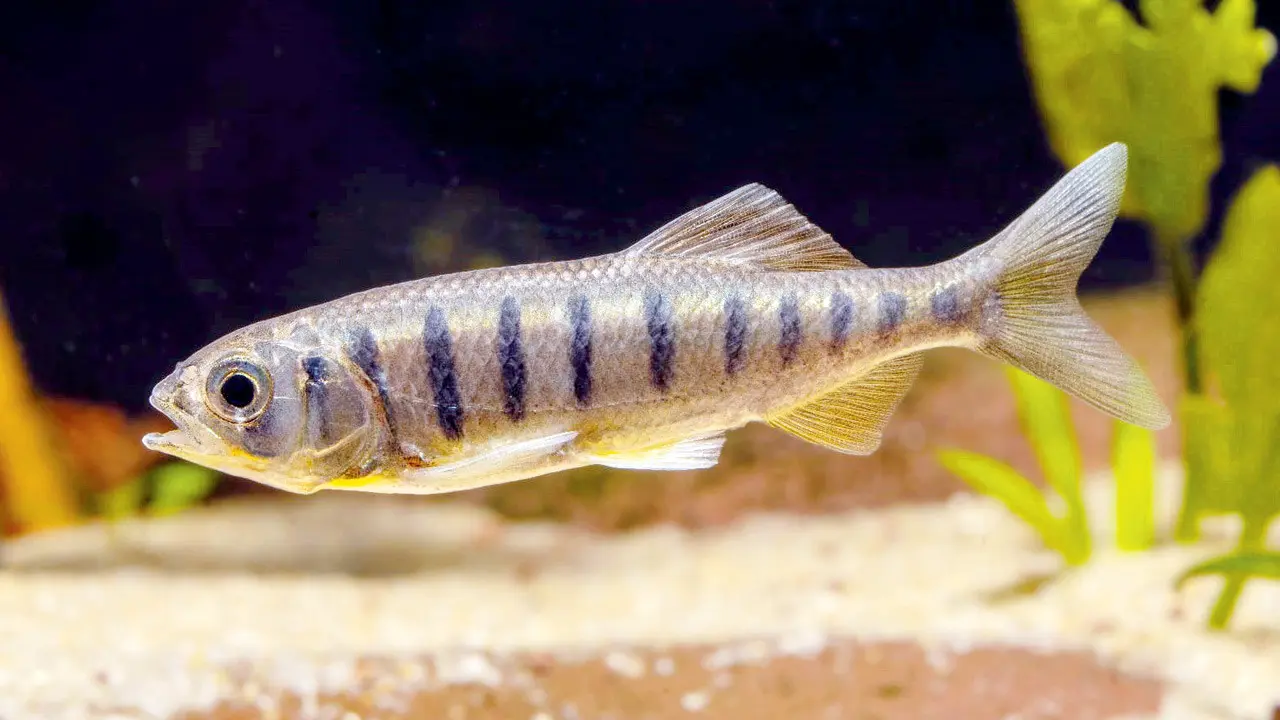 New freshwater fish species discovered in Maharashtra’s Western Ghats, study finds Newly discovered freshwater species Opsarius geminus. Pic/Beta Mahatvaraj