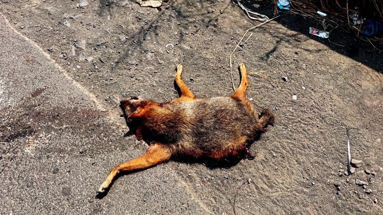 The carcass was found on the Mumbai-bound lane of Mulund-Airoli Road near Airoli Bridge