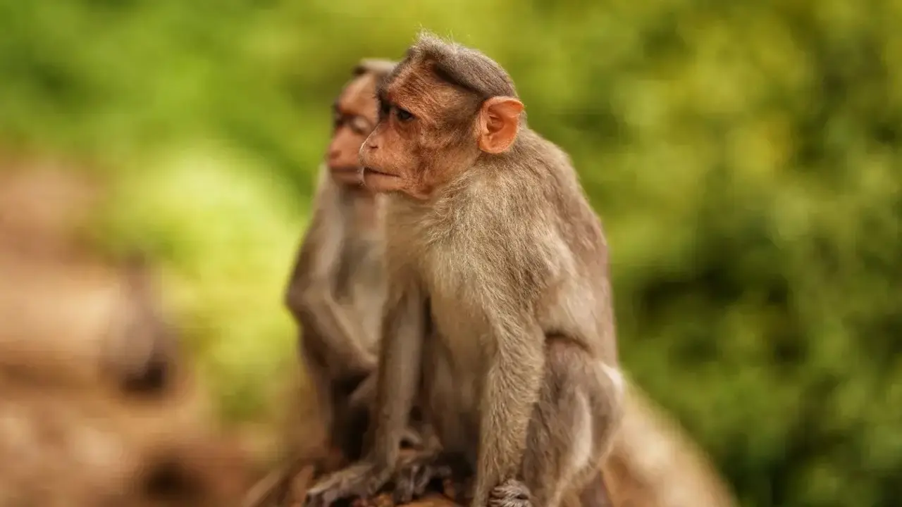 Relocation of Bareilly monkeys to Pilibhit Tiger Reserve stalled over concerns Image for representational purpose only. Photo Courtesy: File pic