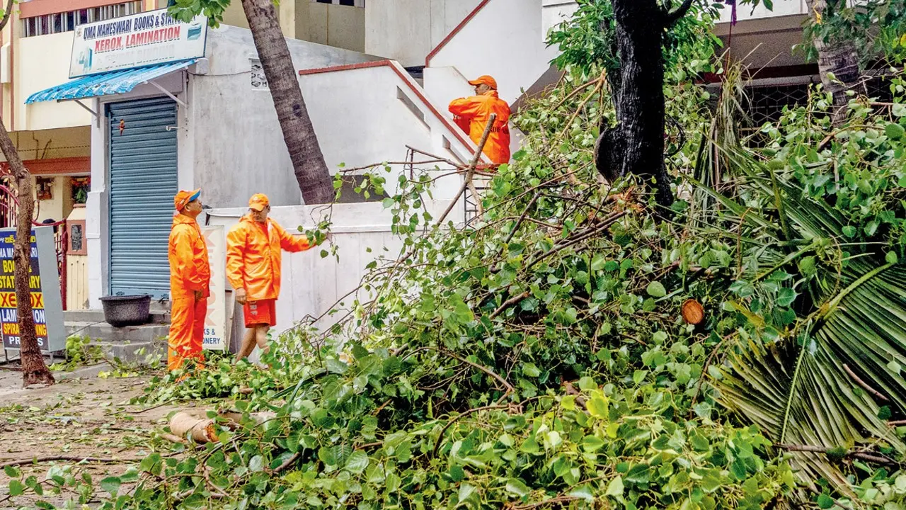 Cyclone Arnab: Five dead in Andhra Pradesh, Rs 5 lakh compensation announced for families NDRF personnel clear an uprooted tree in Visakhapatnam. PIC/PTI