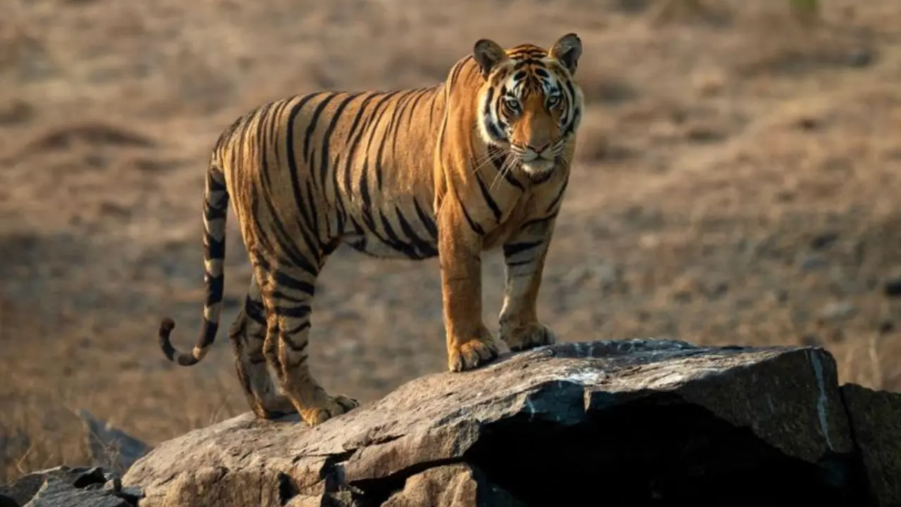 Tiger translocation, sanctuary expansion plans mark Wildlife Week in Kota Image for representational purpose only. Photo Courtesy: File pic
