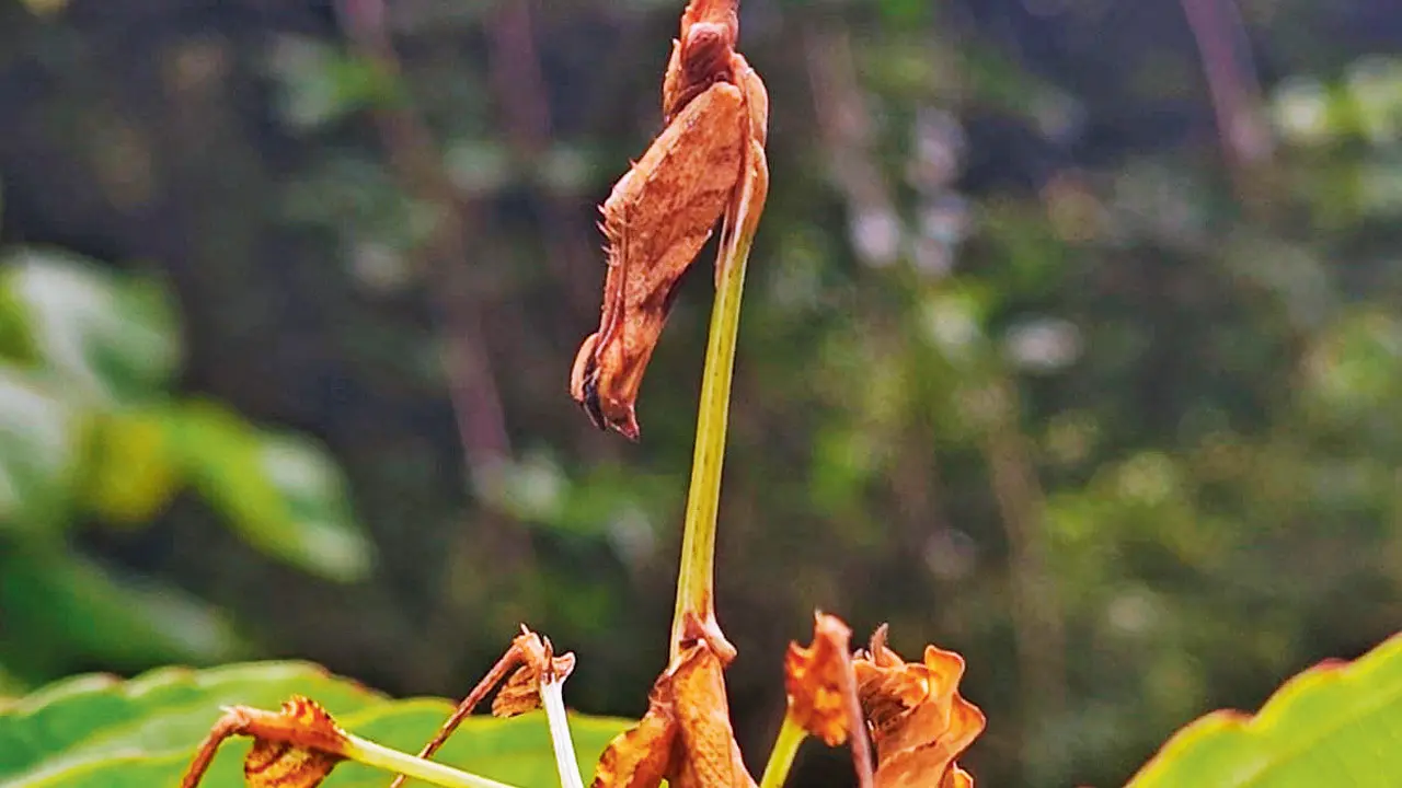 Learn more about wildlife in this day-long session in Mumbai this weekend Wandering Violin Mantis. Pics courtesy/Bnhscec; Kartheek thevar