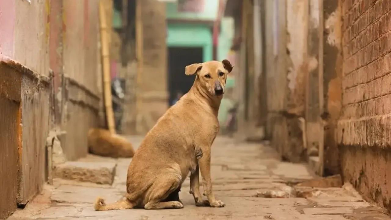 Gola takes the crown as Delhi's fattest-dog election ends on a high note Image for representational purpose only. Photo Courtesy: File pic