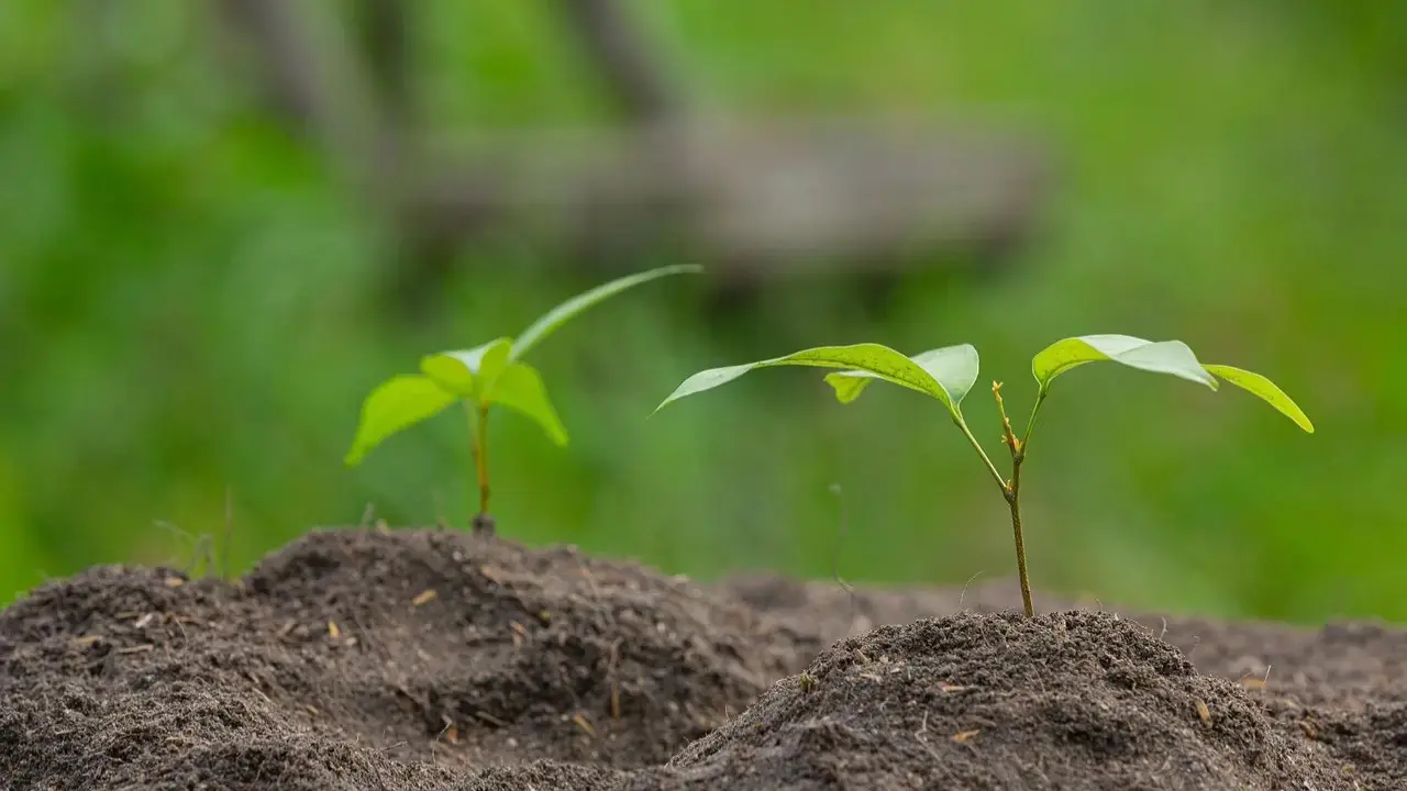 New study reveals how plants adapt their internal water transport system Image for representational purpose only. Photo Courtesy: File pic
