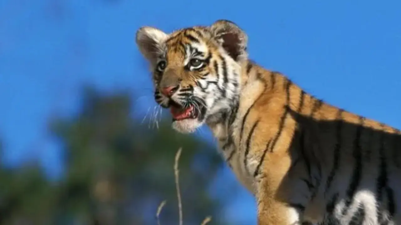 WWF Living Planet Report 2026: 73 per cent wildlife decline in 52 years India recorded 3,682 tigers in its All India Tiger Estimation conducted in 2022. Representational Pic/File/iStock