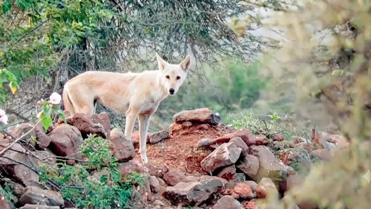 Maharashtra: Rare white wolf spotted in Dhule grasslands, scientists examine possible genetic factors The white wolf spotted roaming the grasslands of Dhule district, Maharashtra. Pic/Umakant Patil