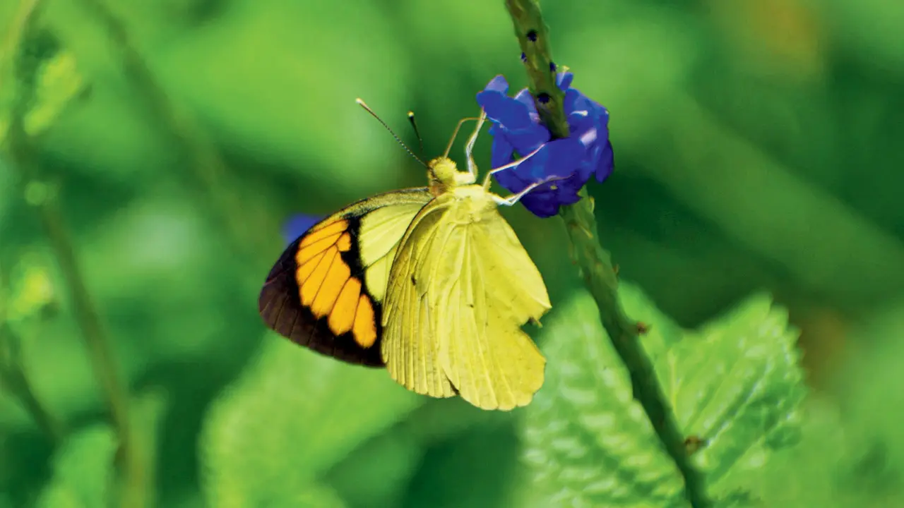 Mumbai: Malabar Hill’s Hanging Garden to join global iNaturalist Community Science Programme Butterflies spotted at Hanging Garden, Malabar Hill, on Saturday. Pics/By Special Arrangement