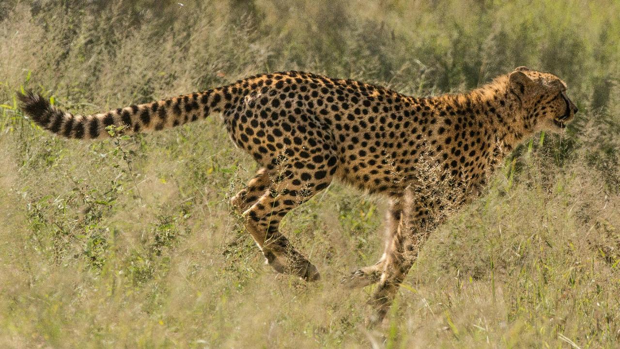 Four years of Project Cheetah: 52 thriving, 32 born in India Image for representational purpose only. Photo Courtesy: File pic