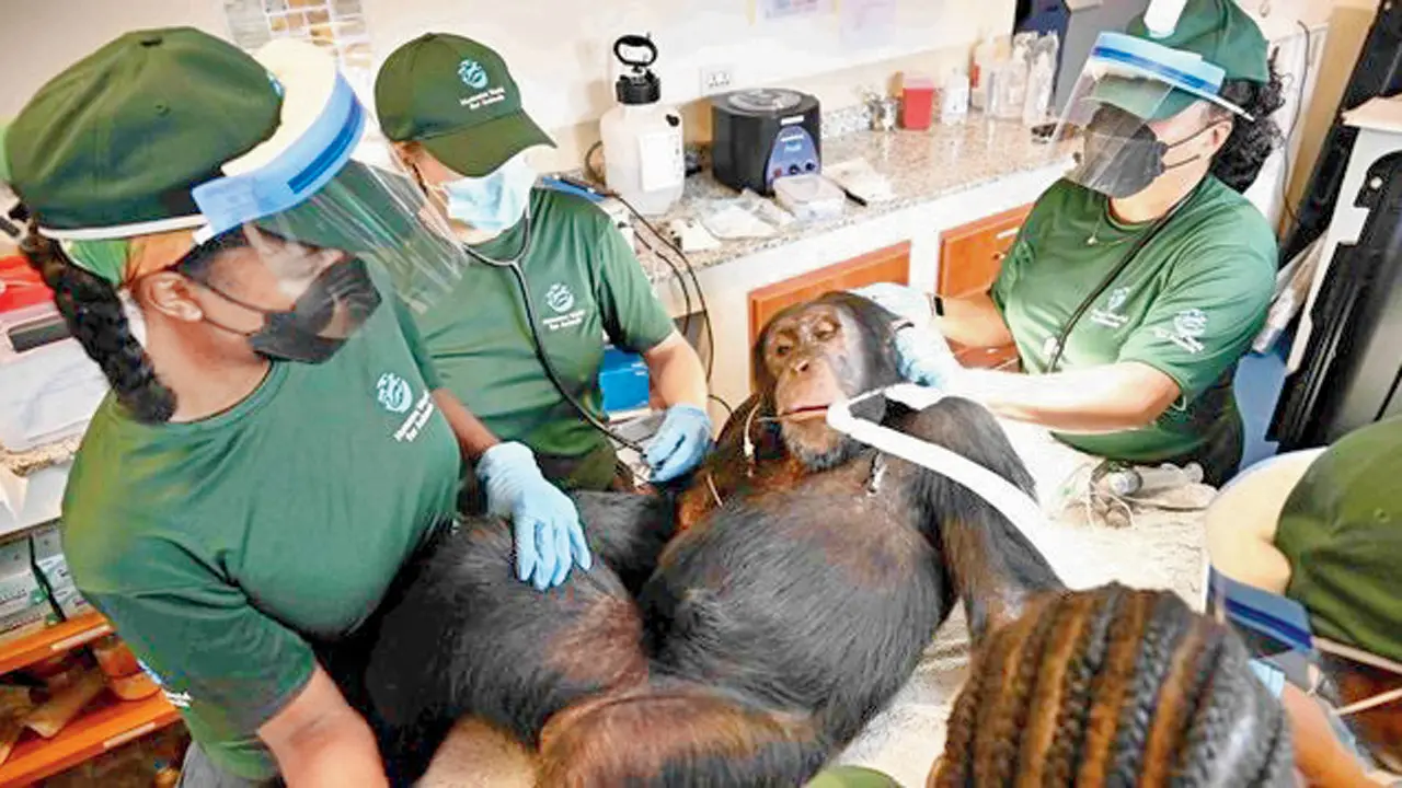 After yrs of research, chimpanzees receive medical care at sanctuary in Liberia