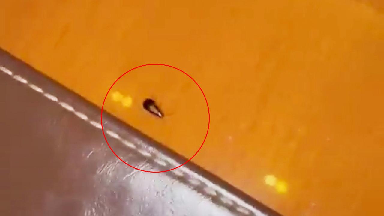 Cockroach found at JW Marriott Mumbai Sahar restaurant during Dr Ashok Seth’s dinner A video grab of the cockroach posted on social media by Dr Ashok Seth. PIC/X/@Dr_AshokSeth