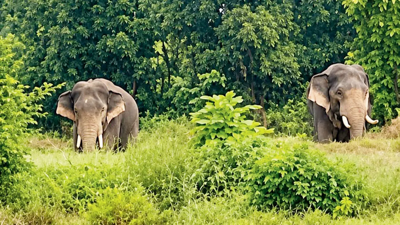 Two tuskers spotted together in Gadchiroli for first time since ME3 entered Maharashtra The two adult tuskers, ME3 and MHE-02, spotted together in Gadchiroli on September 7. Pics/By Special Arrangement