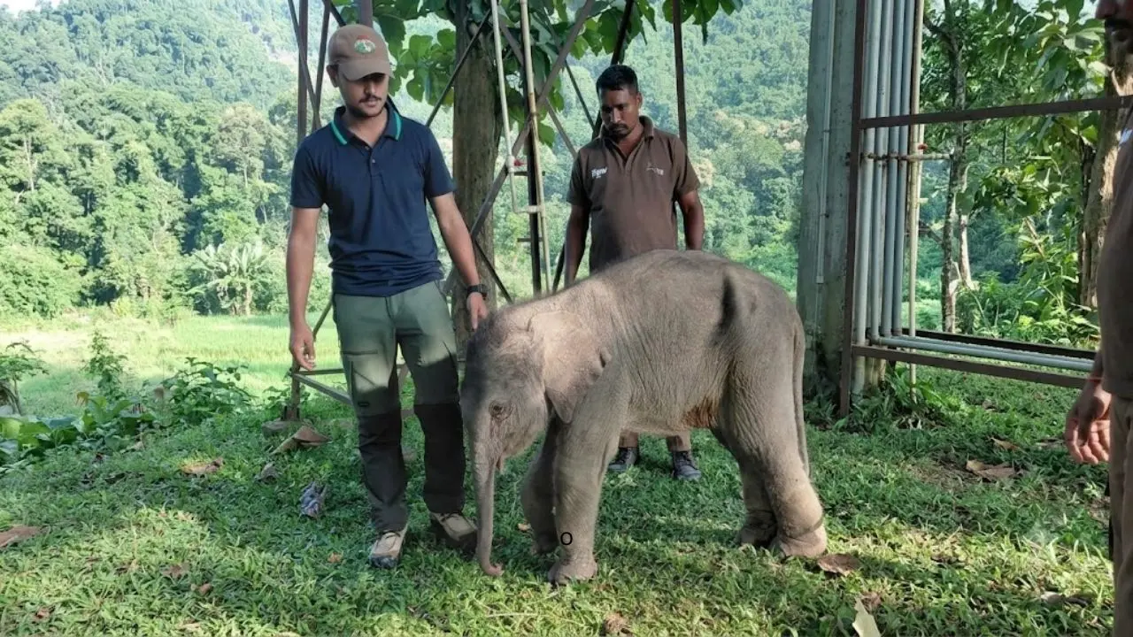 The elephant calf was dehydrated and suffered from severe muscular exhaustion. PIC/Wildlife Trust of India 