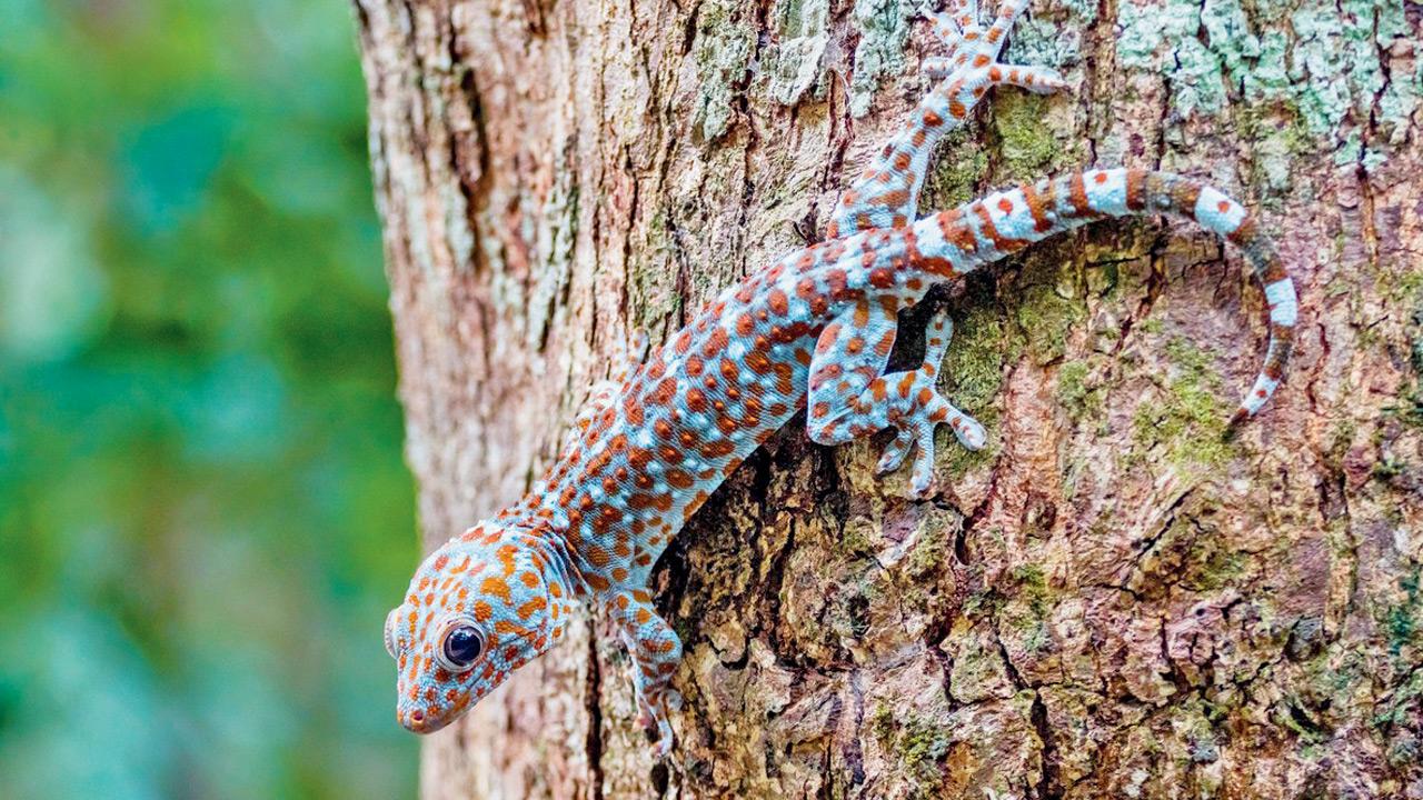 30 tokay geckos rescued in Assam Representation pic/iStock