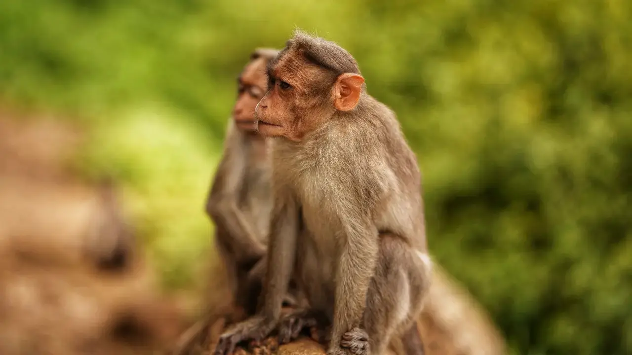 Monkeys, wild boars causing most distress to people in Wayanad: Study Image for representational purpose only. Photo Courtesy: File pic