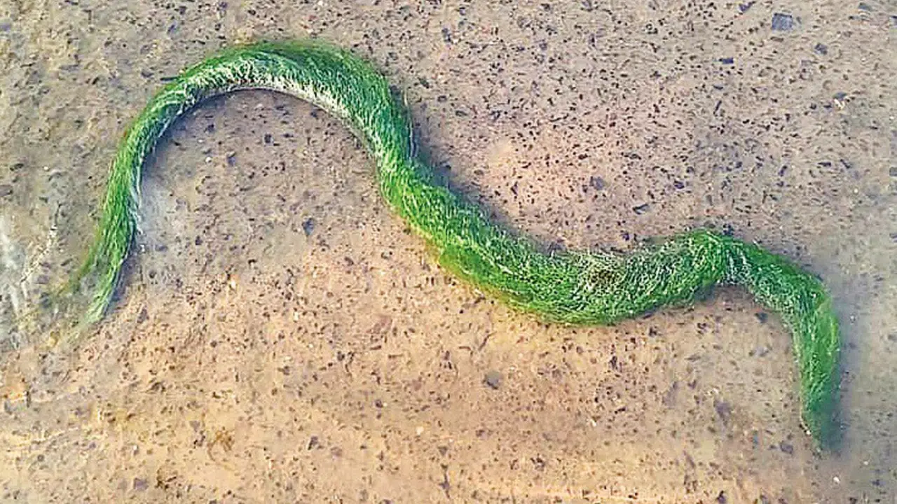 Mumbai's Gorai Creek yields rare sighting of dog-faced water snake covered in algae The algae-covered dog-faced water snake spotted at Gorai Creek. Pic/Rahulratan Chauhan