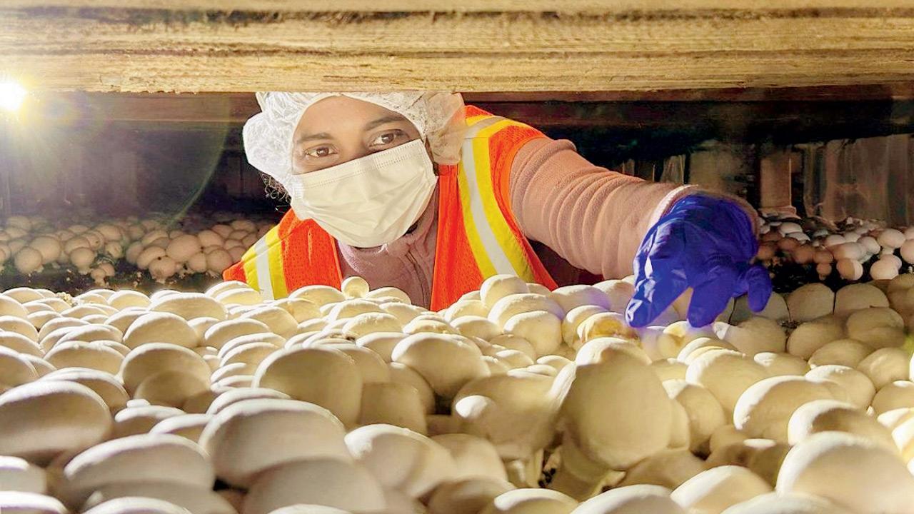 Mushroom mystery deepens as University of Florida study finds bacterial blotch is caused by multiple harmful bacteria A mushroom farm in the US. PIC COURTESY/Samuel Martins