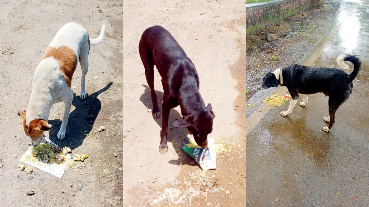 The dogs being fed on the University of Mumbai’s Kalina campus. File pics/by special arrangement