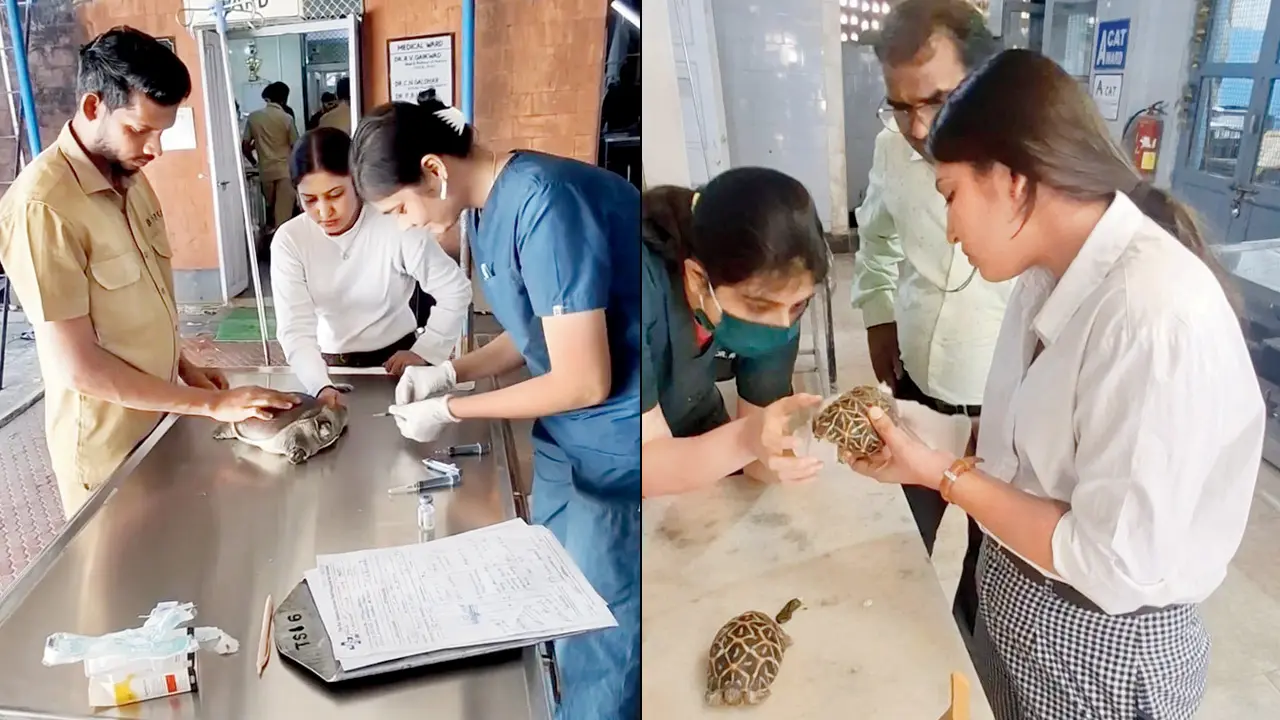 Mumbai wildlife groups flag rising abandonment of Indian Star Tortoises