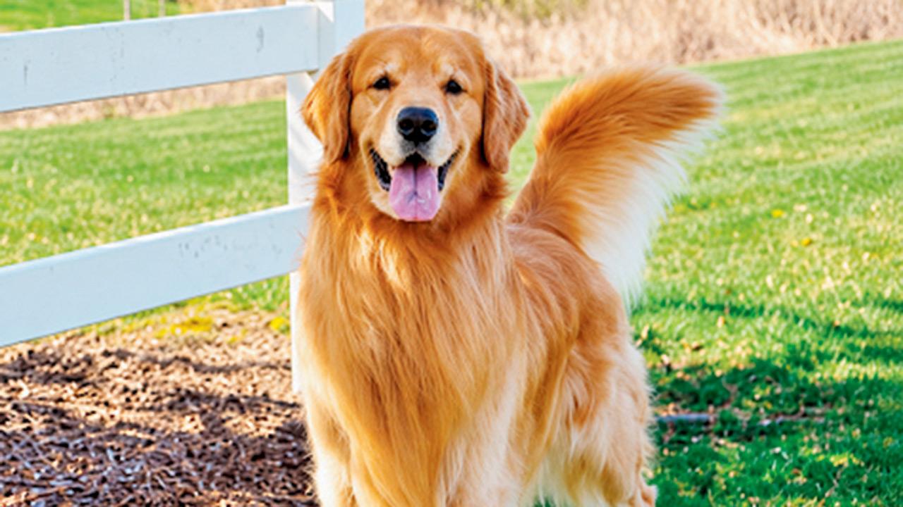 The paw-some fan club: Meet India's most adorable pet influencers online Pics courtesy/Instagram