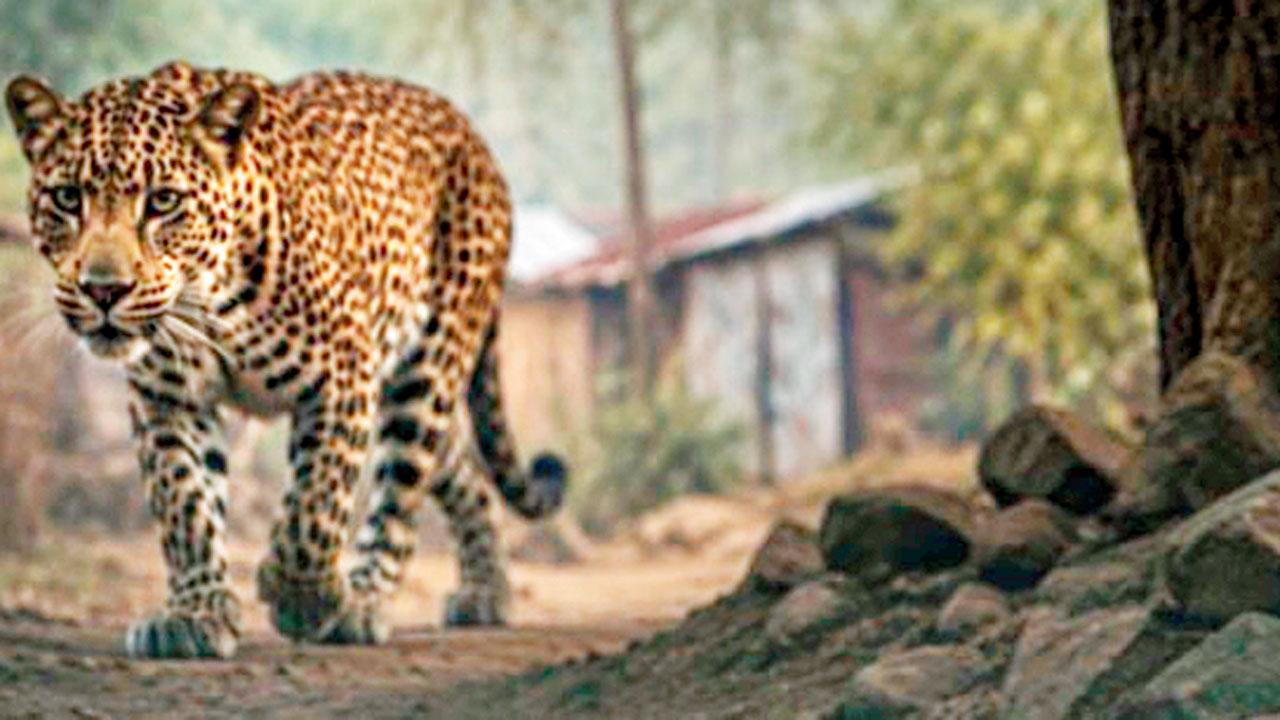 Wildlife Week 2026: Maharashtra Forest Department puts wildlife corridors, habitat connectivity at centre of celebrations