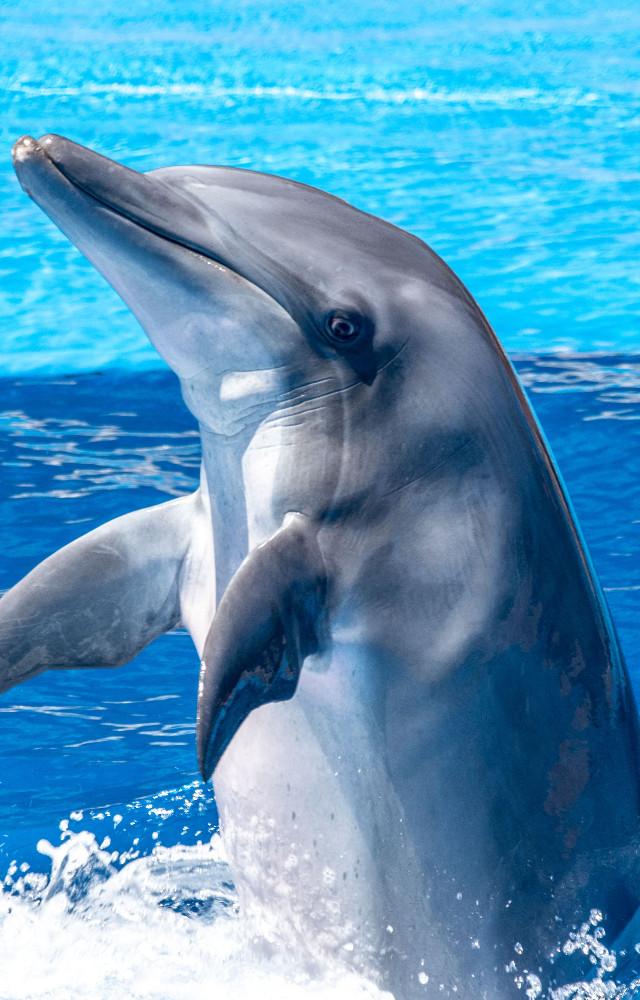 World Dolphin Day 2026: Check 5 fascinating facts