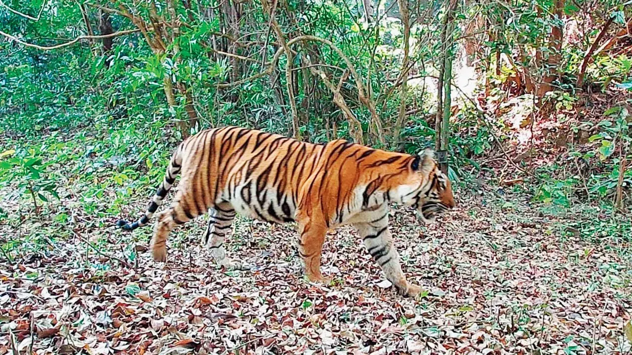 A tiger moves through the forest landscape of Maharashtra after travelling more than 400 km from Yavatmal. File pic