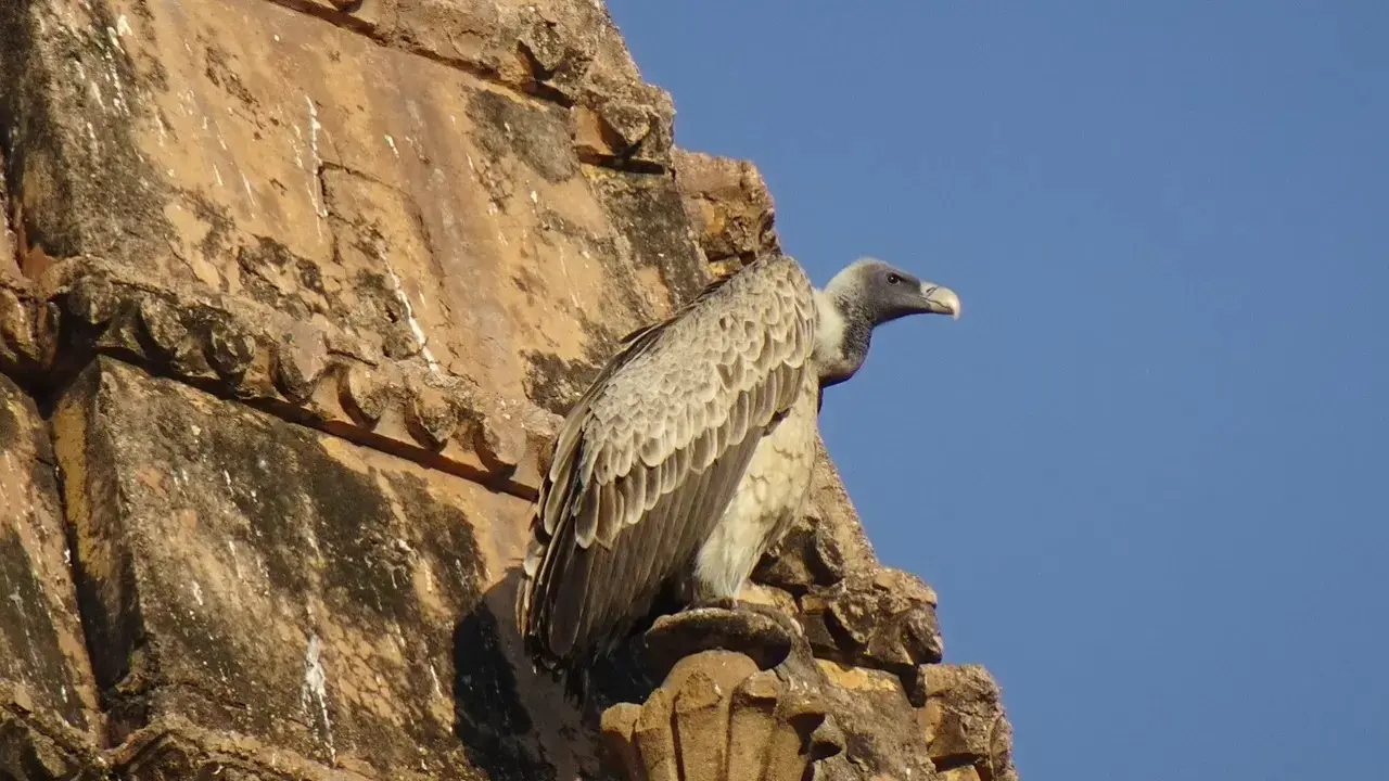 Maha's tiger reserves give captive-bred vultures fighting chance in the wild Image for representational purpose only. Photo Courtesy: File pic