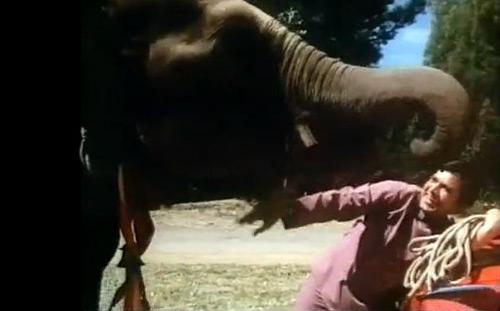 Haati Mere Saathi: The biggest hit of 1971. Kaka plays an orphan, Raju, who makes a living by performing at street corners with elephants. Haati Mere Saathi: The biggest hit of 1971. Kaka plays an orphan, Raju, who makes a living by performing at street corners with elephants.