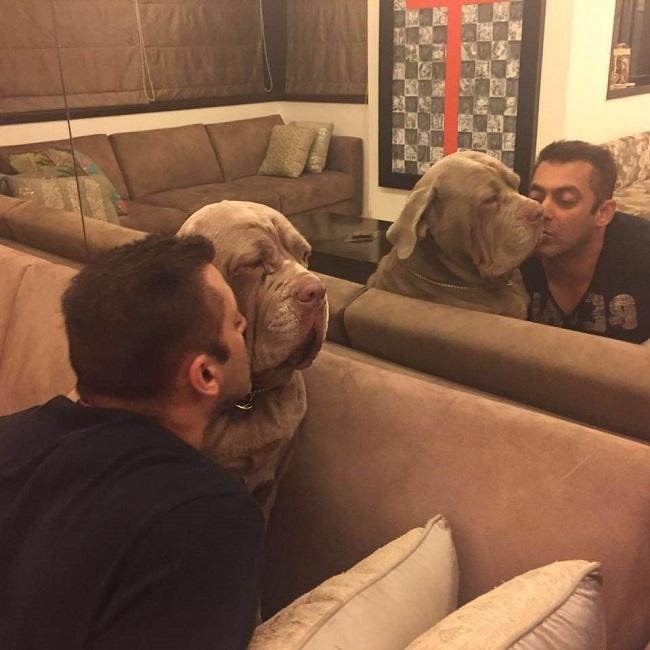 Salman Khan bonds with his pet dog My Love, who passed away in 2018. 