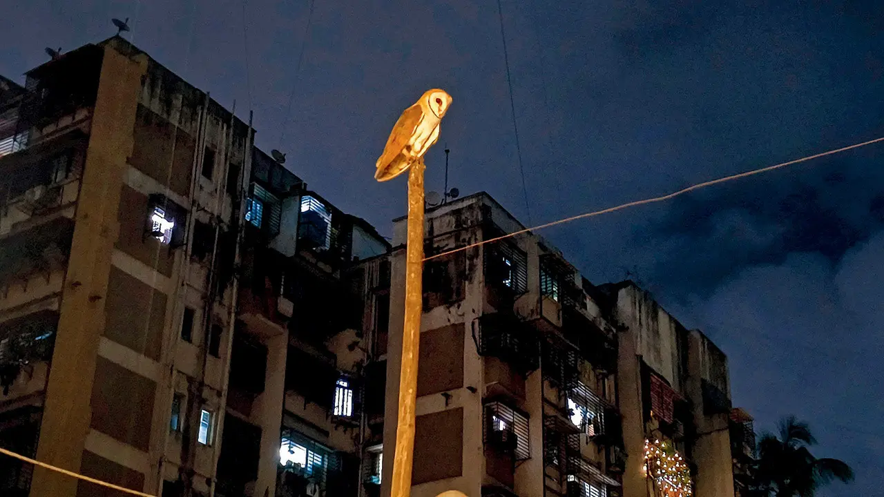 Owl-night security