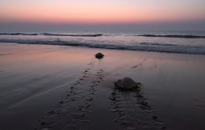 Rushikulya Beach: Located on Chilika in the Ganjam district of Orissa, Rushikulya Beach is fondly called the The Olive Ridley Beach of Orissa. The beach is calm, serene, less populated and is ideal for those who want to travel to offbeat places in India. (In picture: Olive Ridley sea turtles return to the sea after laying eggs on Rushikulya Beach)