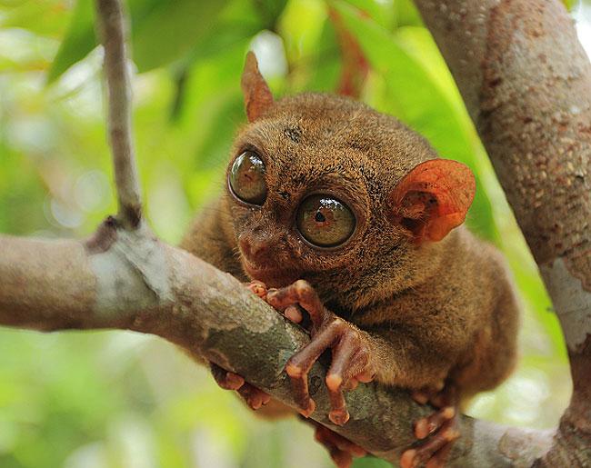 Tarsier is a peculiar looking animal with enormous eyes and large ears that resemble an alien being. It is a primates endemic to the islands of South East Asia. Tarsiers mainly feed on insects