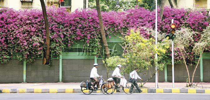 Life in the city may be busy, but there is always time to see the pretty flowers. Pic/Sameer Markande