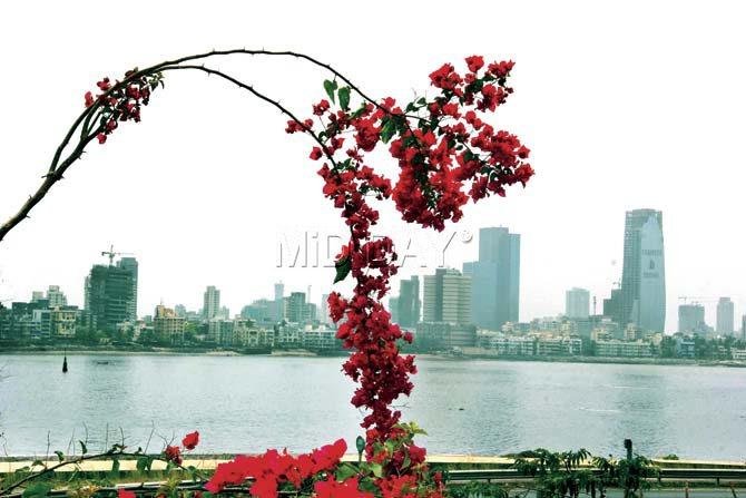 The Mumbai skyline looks picturesque with the flowers adding to the beauty. Pic/Sameer Markande