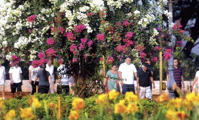 The whites, pinks and yellows add a dash of brilliance to the roads in the city. Pic/Bipin Kokate