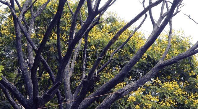 Chembur station has a tinge of summer with Copper pods better known as Yellow Poinciana flowers. Pic/Suresh KK