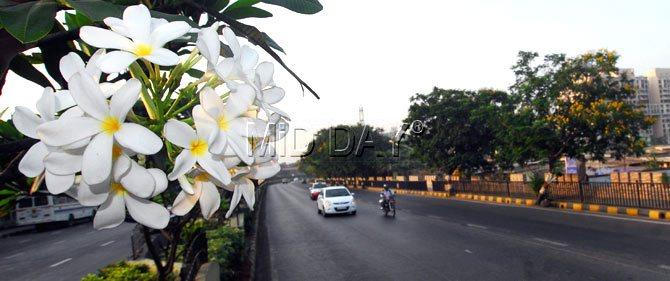 The White Lilly plant is in bloom now too. White Lilly of blooms with their slightly pungent scent have the butterlies flocking to them. Pic/Sameer Markande