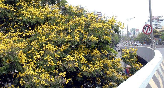Copper pods or the Yellow Poinciana the summer flowering trees on mumbai road side at Suman Nagar Junction. Pic/Suresh K.K.