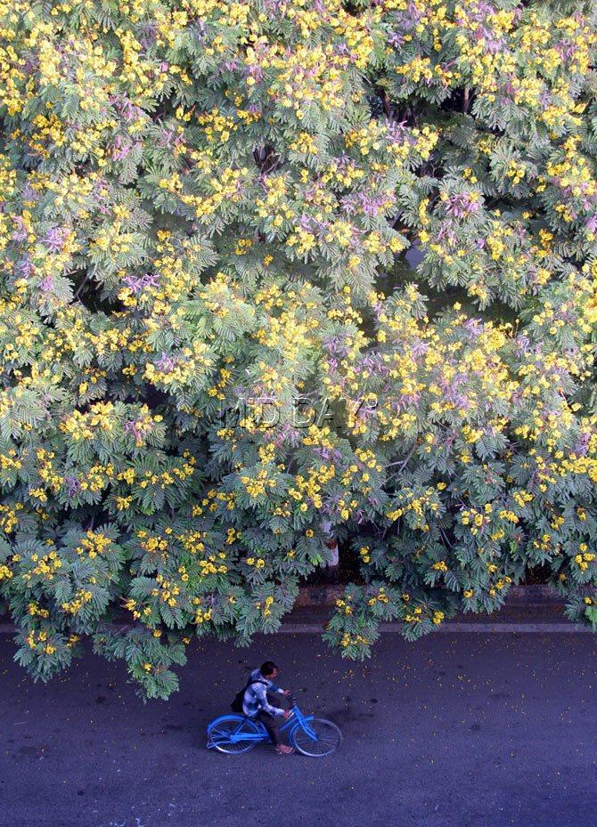 More Yellow Poinciana (Peltophorum pterocarpum) flowers also known as Copper Pods