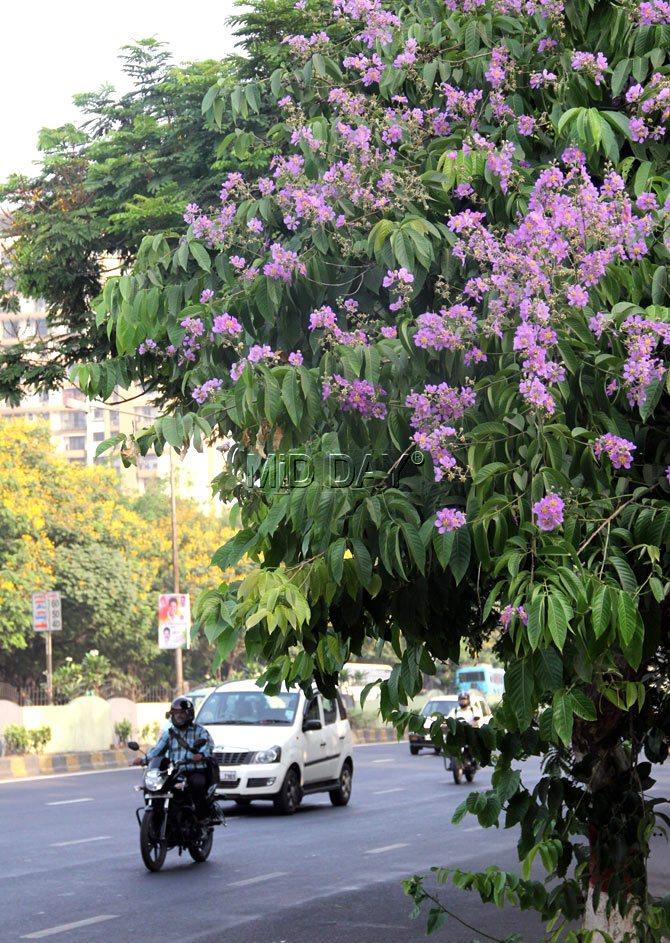 Meanwhile, painting the roads right now is the latest entrant, and the city is awash with purple. Pic/Sameer Markande