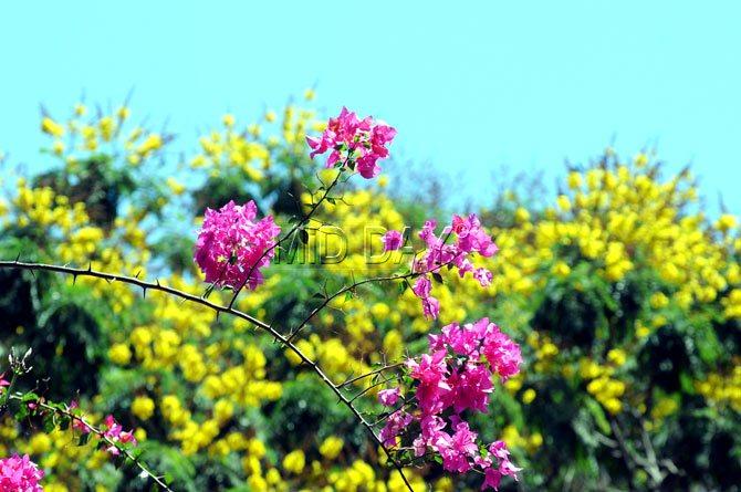 Color full summer flowers in Sanjay Gandhi National Park. Pic/Nimesh Dave