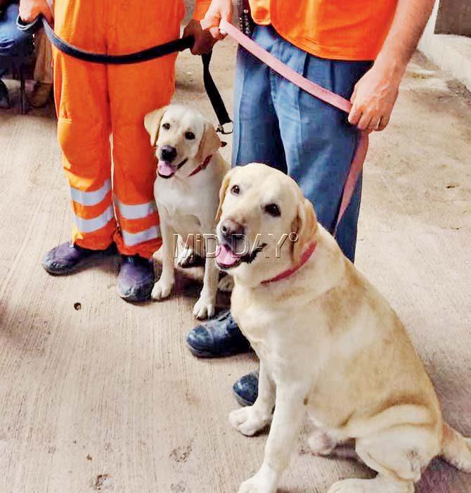 Uday, the rescue dog who has been hailed a hero after helping rescue three people from the collapsed Ghatkopar building. It has been reported that Uday found survivors in minutes even as the rescue workers had been searching for hours without success