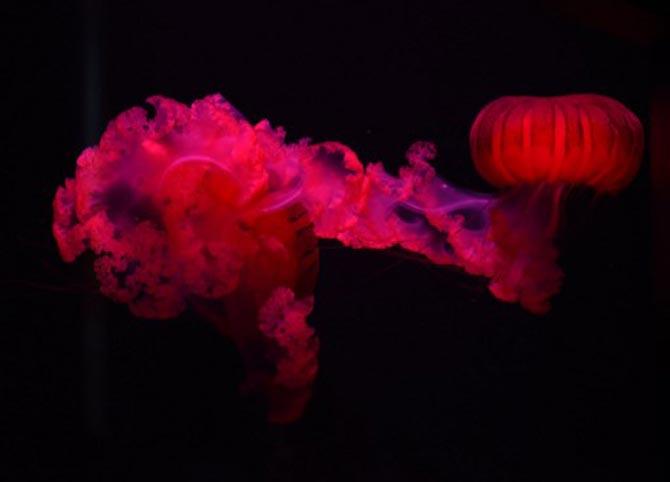A Jellyfish is illuminated at Mystic Aquarium in Mystic, Connecticut. on June 18, 2017. The aquarium was founded in 1973. Pic/AFP