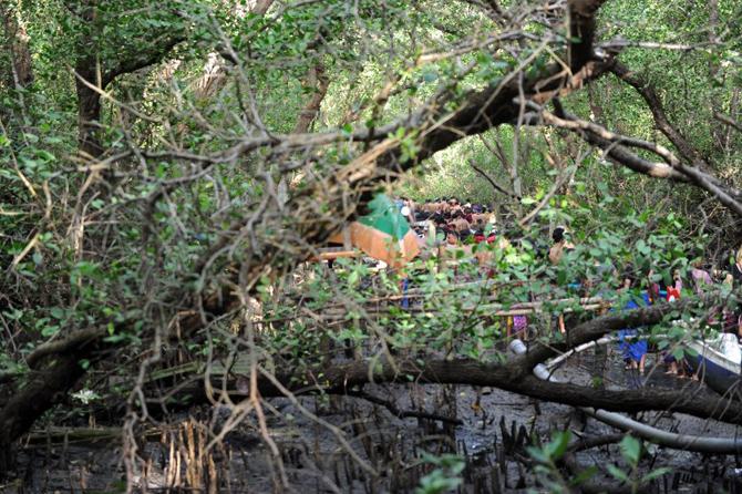 People walk between mangroves to put mud on their body during Mebuug-buugan